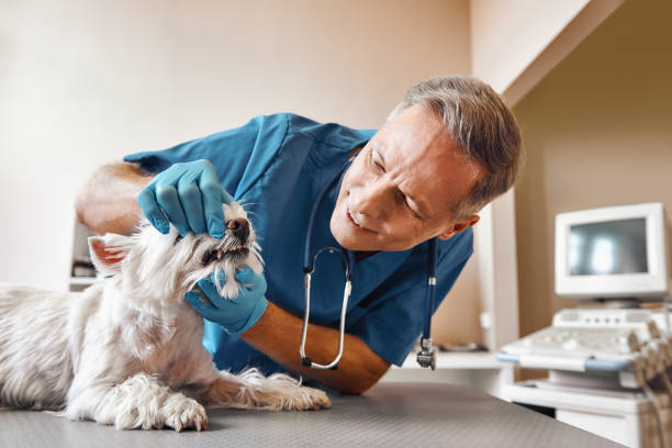 Best Weekend Emergency Dentist in Waltham, MA